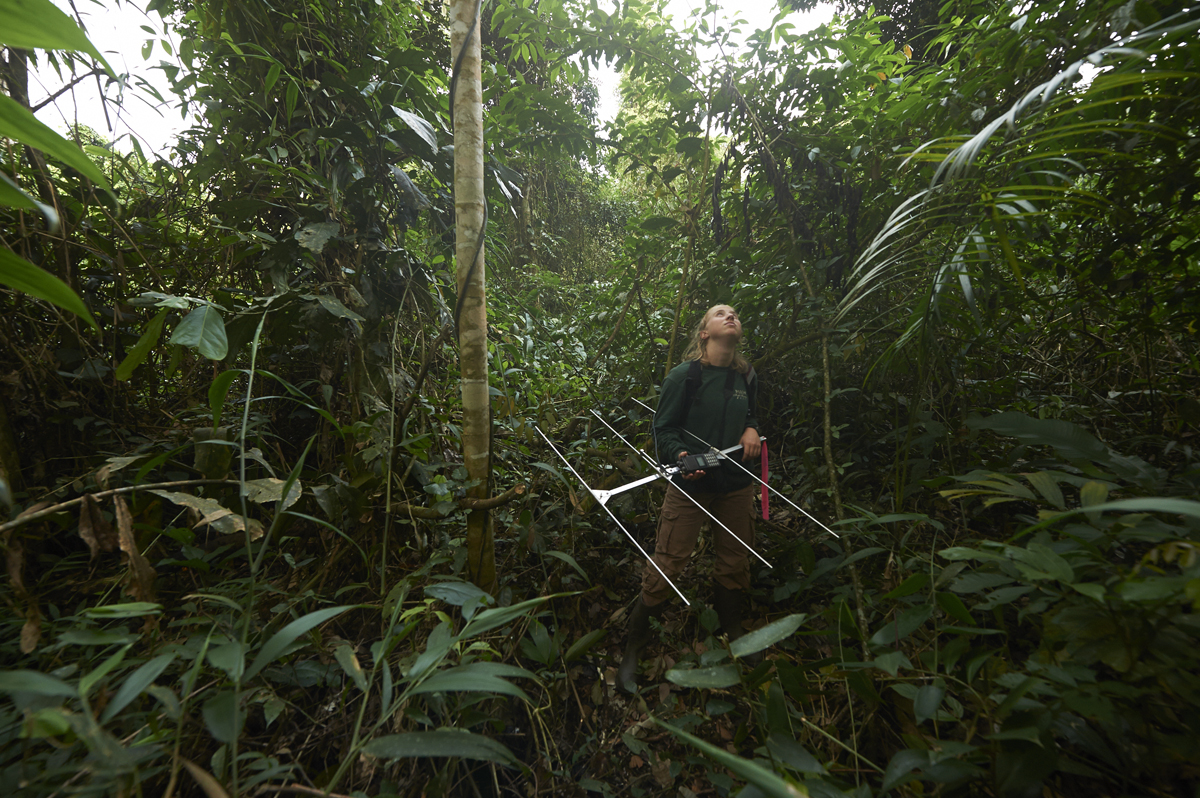 Researcher in jungle with tracking antenna